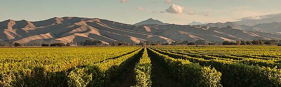 Weinfelder und Weinberge in Neuseeland
