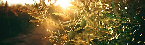 Ein Blick durch die Zweige des Olivenbaums