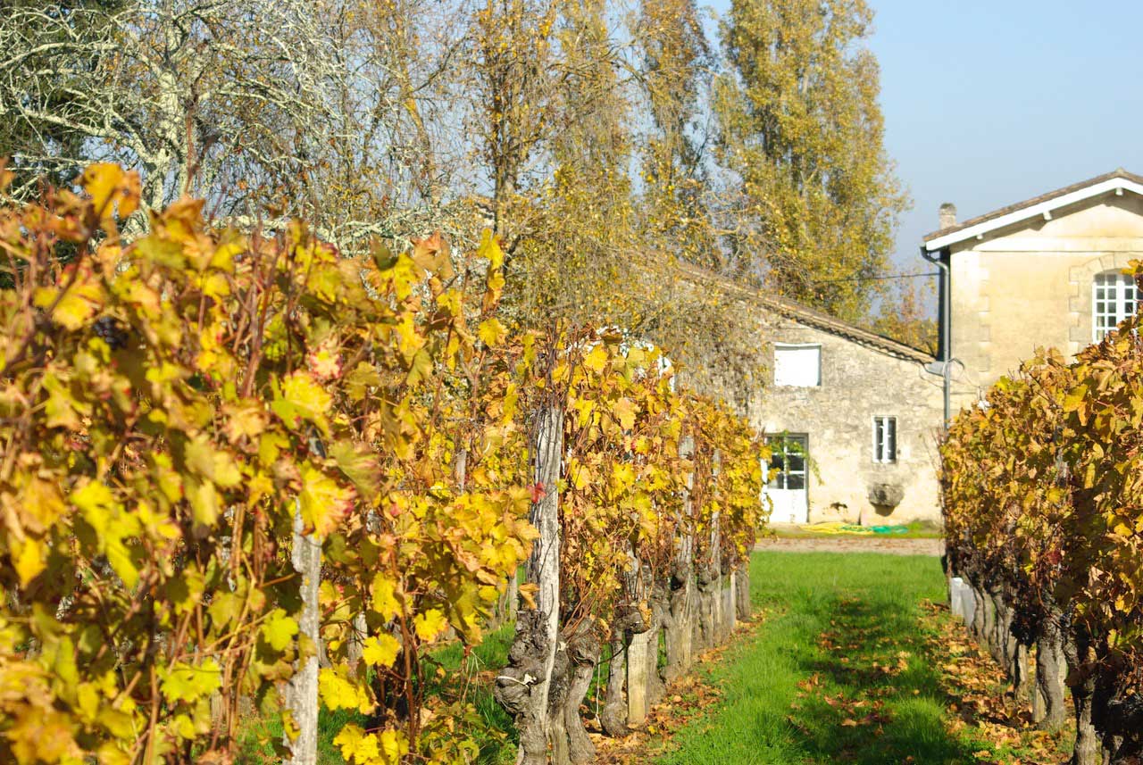 Rebzeile beim Weingut Chateau Teyssier