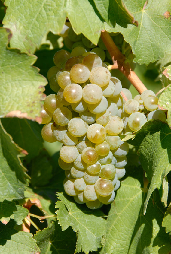 Weißwein Reben am Rebstock