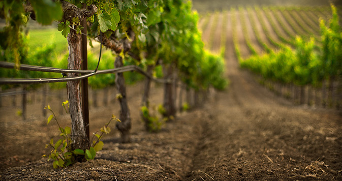 Weinfelder Kalifornien