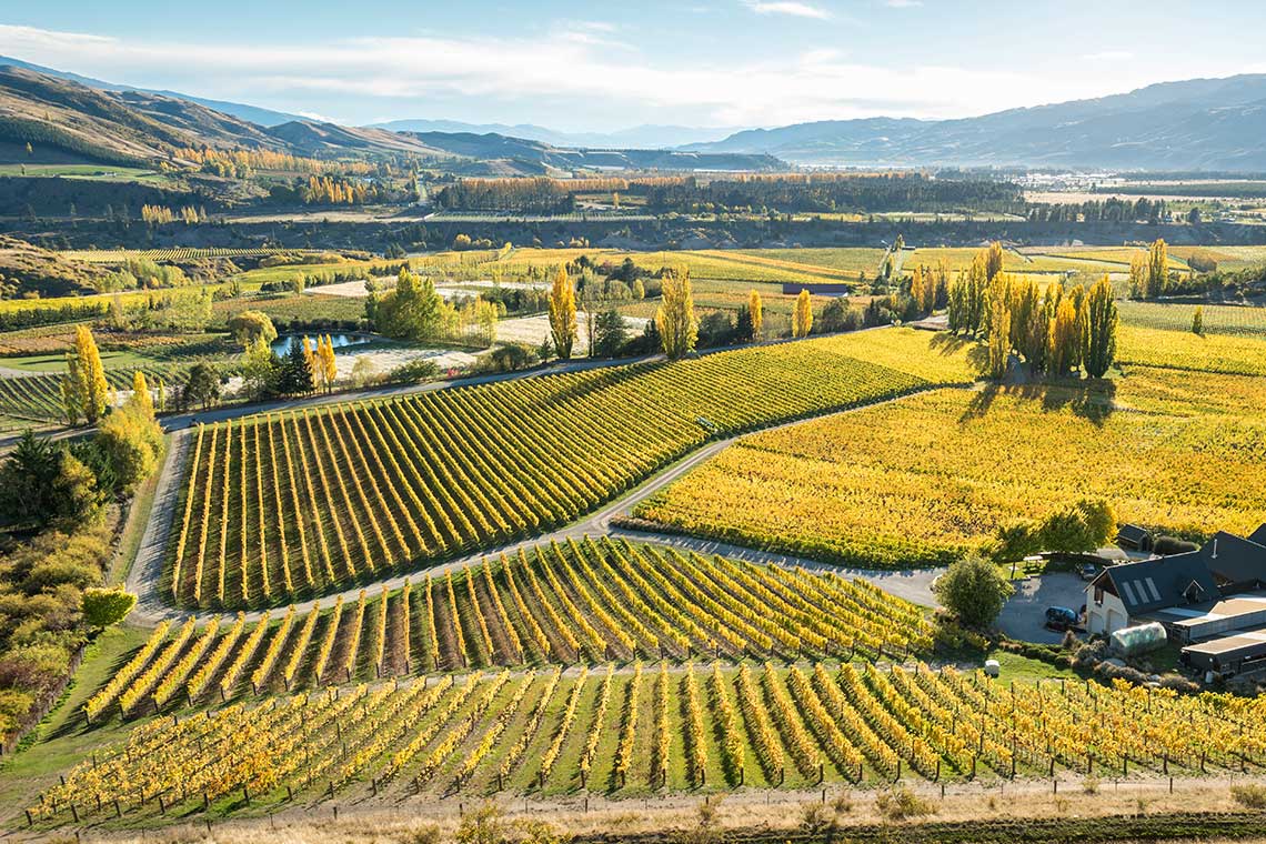 Weinlandschaft und Weinfelder in Neuseeland