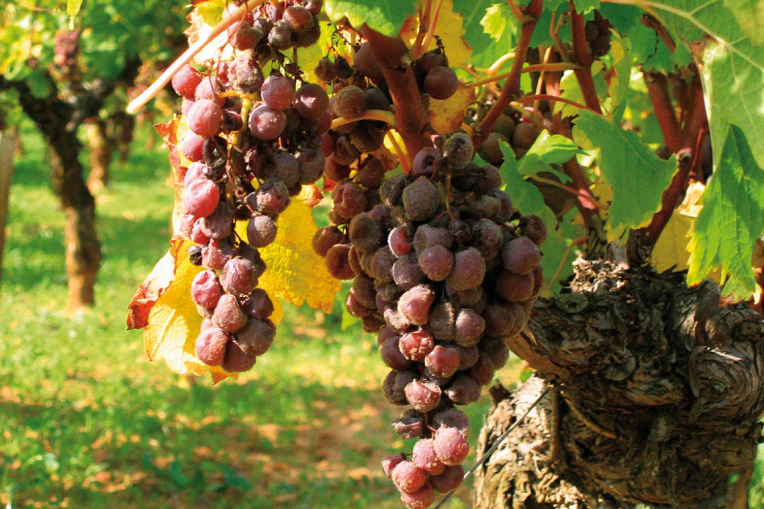 Beerenauslese - Lobenbergs Gute Weine Beerenauslese - Lobenbergs Gute Weine