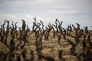 Oxer Wines Txakoli Weinberg mit trockenen Rebstöcken