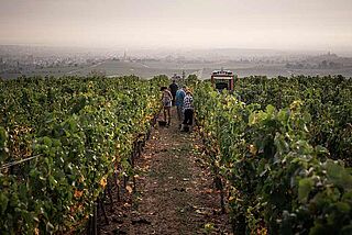 Vinmark fra Köhler Ruprecht Vinmark fra Köhler Ruprecht