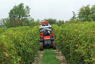 Weinberge von Tedeschi