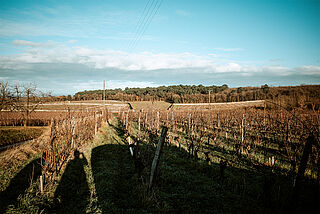 Weinberg Château Yvonne