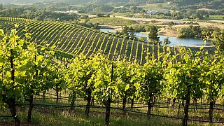 Weinberge des Weinguts Ridge
