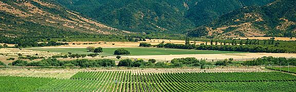 Weinlandschaft Colchagua