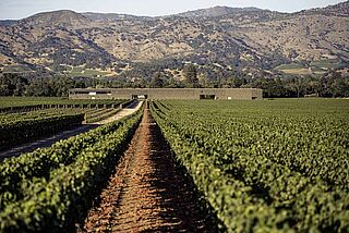 Blick durch die Rebzeilen