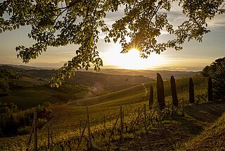 Weinberge von Angelo Gaja