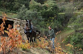 Weinlese mit Pferd auf dem Weinberg Terroir al Limit