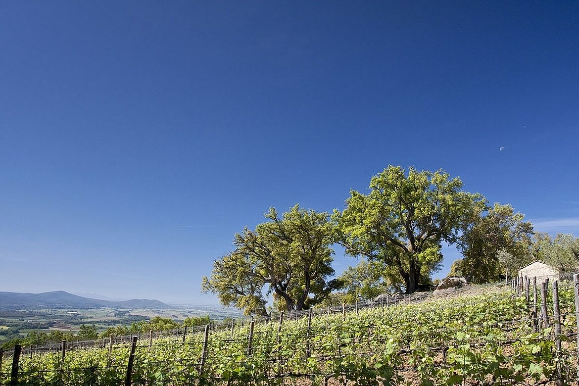 Weinregion Toscana bei blauem Himmel