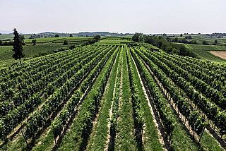 Von der Mark Weinfeld