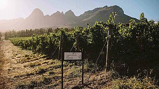 Weinregion Stellenbosch Weinfeld