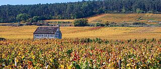 Côte de Nuits Weinfeld