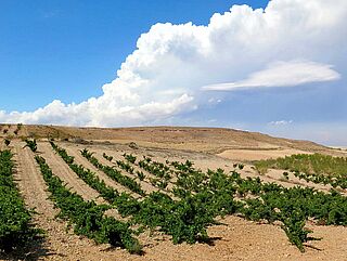 Weinfeld Frontonio bei blauem Himmel
