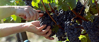 Reben werden geerntet