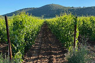 Weinberge von Castello Romitorio
