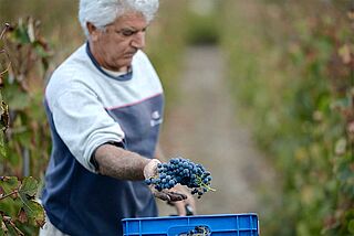 Lese beim Weingut T-Oinos