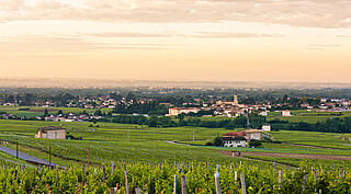 Weinberg Beaujolais Moulin-à-Vent