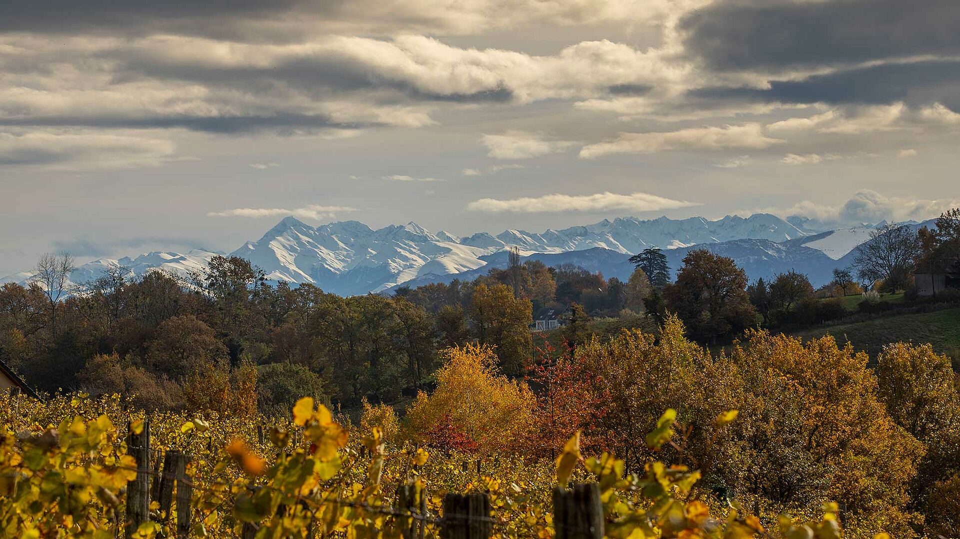Weinberg von Clos Joliette