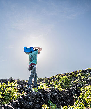 Weinbergs-Arbeit am Fuße eines Vulkans