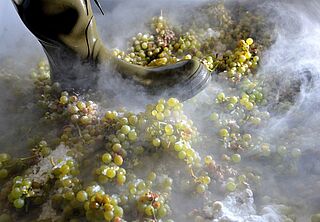 Einmaischen der Trauben