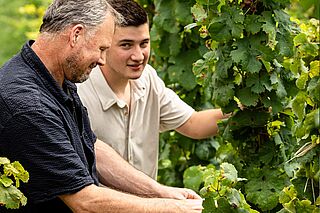 Winzer.innen bei der Weinlese auf dem Weinfeld Martin Muellen Winzer.innen bei der Weinlese auf dem Weinfeld Martin Muellen
