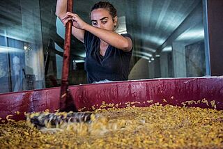 Maische wird in einem Bottich verrührt