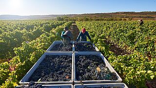In den Weinbergen in Rioja Alta