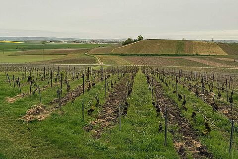 Weinberge von Winzer Timothee Stroebel