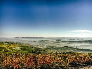 Weinfelder bei G.D. Vajra