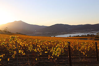 Das Weingut in der Sonne