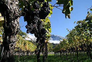Weinberge von Donatsch