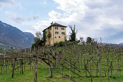 Baron Longo Weingut auf Weinberg