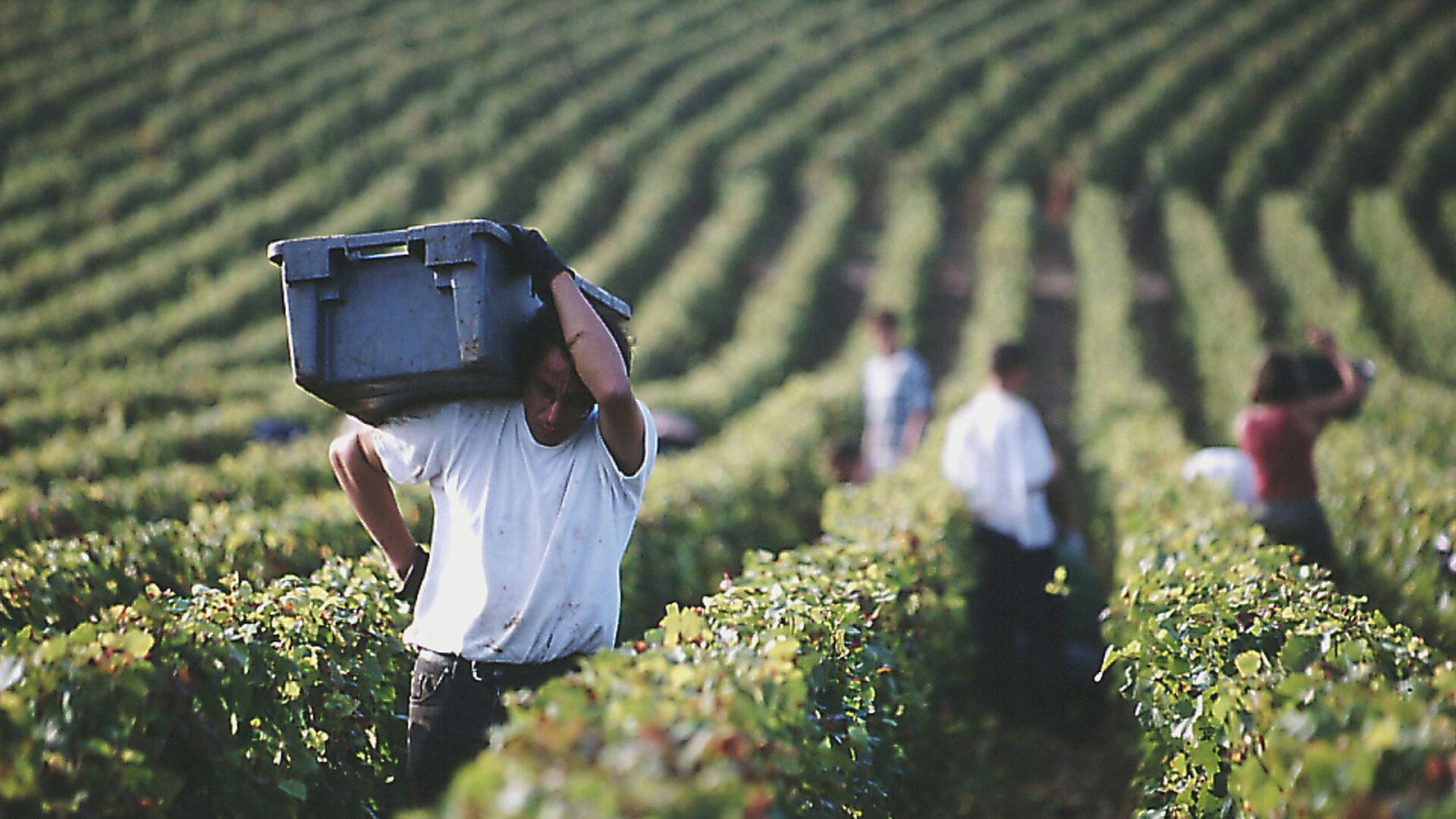 Arbeiter bei der Weinlese