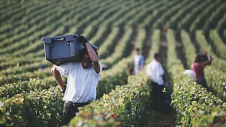Burgund Weinlese