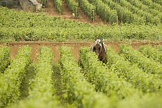 Weinberge mit Pferd