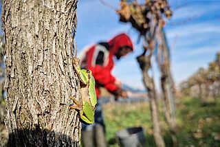 Frosch auf dem Weinfeld Ernst Triebaumer