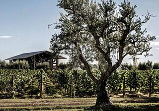 Achaval Ferrer Achaval Ferrer