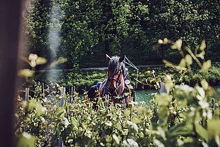 Pferd auf dem Weinfeld Philipponnat
