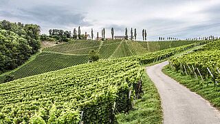 Tement Weinberge Tement Weinberge