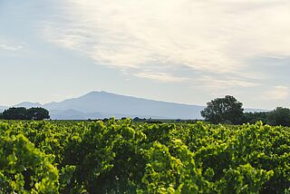 Blick durch die Rebzeilen bei Clos Saint Jean