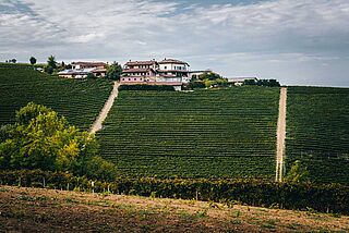 Weinfeld und Häuser auf dem Weinberg