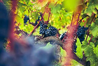 Merlot-druer på vinstokken