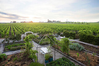 Weinberge Cheval Blanc