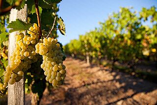 Antoine Jobard druer vinmark