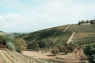 Weinberge von Valfaccenda