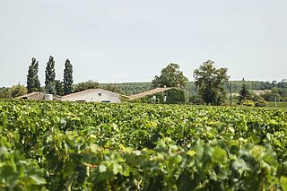 Weinfeld, Weingut Bouscat